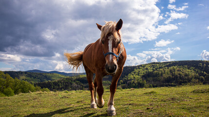 A horse in a mountain glade. - obrazy, fototapety, plakaty