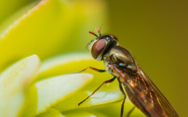 fly on leaf