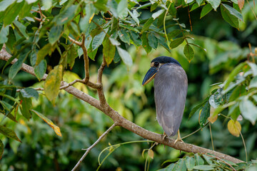 Boat-billed Heron (Cochlearius cochlearius) sitting in a tree in Cano Negro National Park in Costa Rica
