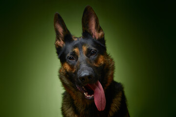 Sheepdog. German Shepherd. The dog smiles. Dog on a green background.