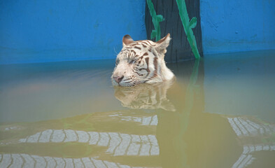 In the scorching heat, a rare species of white tiger is bathing in the water