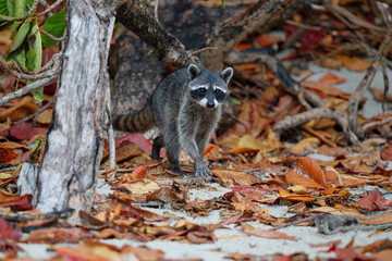 Raccoon surching for food on the beach of Manuael Antonio National Park in Costa Rica