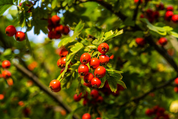 beautiful hawthorn berries on a branch