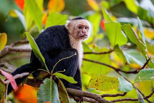 Panamanian white-faced capuchin (Cebus imitator), also known as the Panamanian white-headed capuchin or Central American white-faced capuchin sitting in a tree in Manuel Antonio in Costa