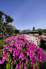 ツツジ咲く古刹の春