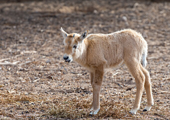 Kid of antelope Arabian white oryx (Oryx dammah). The species inhabits native environments of Sahara desert, recently introduced into nature reserves of the Middle East