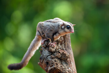 Sugar glider ( Petaurus breviceps ) on the tree branch