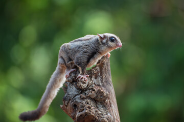 Sugar glider ( Petaurus breviceps ) on the tree branch