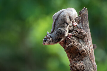 Sugar glider ( Petaurus breviceps ) on the tree branch