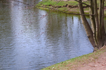 Pond. Water. River. The park. Nature. Birds. Aquatic plants.