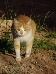 Ginger and white cat walking and looking