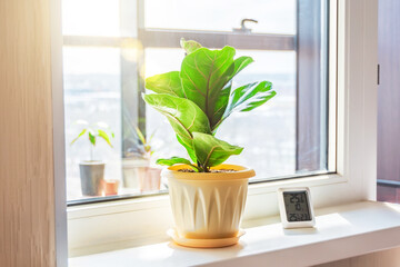 Green Ficus lyrata bambino plant on the windowsill of a sunlit room, and electronic thermometer and hygrometer.