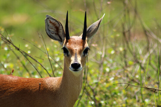 Steenbok, Raphicerus campestris; a small male African antelope found in Kruger National Park, South Africa