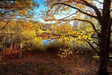 Fototapeta na wymiar Autumn golden forest. Park recreation area. Autumn in Russia. Sunny day.