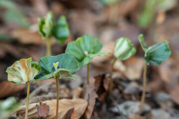 Beech (Fagus sylvatica) seedlings growing on natural forest floor.