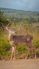 Venado