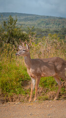 Venado