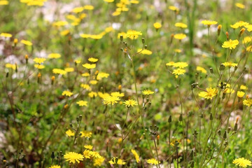 Yellow dandelions growing in a field. Selective focus.