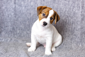 Cute white puppy jack russell terrier sitting, looking at the camera tilted his head to one side, on a gray background. A portrait of a beautiful doggy with brown smart eyes. Breeding purebred dogs.