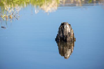 Reflection of a stump in calm water.