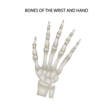 Hand bones, medical illustrations and teaching materials, anatomy, realistic vector