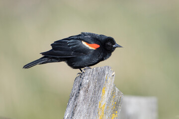 Red winged blackbird perched on post.