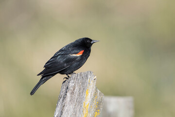 Side view of red winged blackbird.
