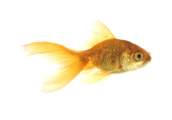 Goldfish cutout