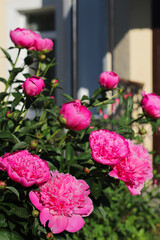 Beautiful soft pink peony flowers in the garden on a sunny summer day. close-up