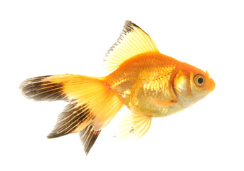 Fantail goldfish cutout