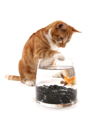 Ginger cat with goldfish in a bowl