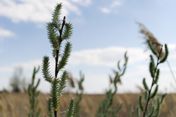 Fluffy green inflorescences against the background of the field and the azure sky