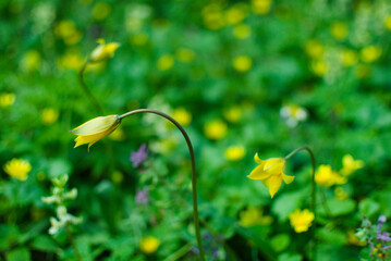 The first buds of forest tulips, which have not yet blossomed, against the background of a whole meadow