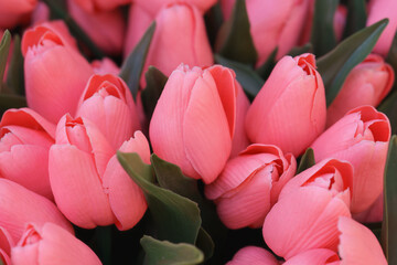 Beautiful pink tulips bouquet