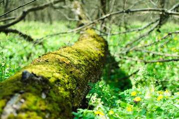 View of a littered tree in the forest, overgrown with moss
