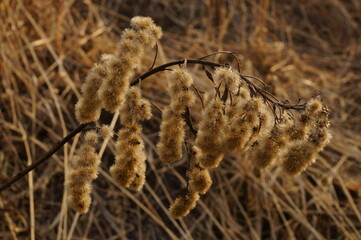 Dry branch of Solidago gigantea with fluffy seeds 