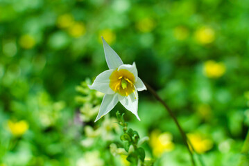 The first buds of forest tulips on the background of a whole meadow