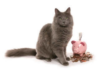 cat with money box