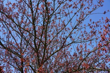 Japanischer Kirschbaum kurz vor der Blüte bei Sonnenschein, vor blauem Himmel