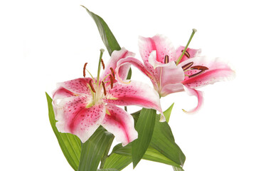 Lilies in a studio