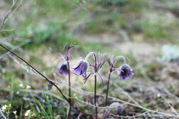 Dream-grass inflorescences, fluffy purple flowers in the middle of dry ground