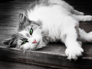 cat lying on a wooden floor, black and white with bright green eyes and pink nose, close-up