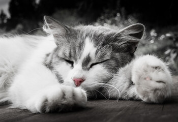 cat sleeps on a wooden floor, close up (black and white)