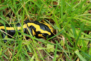 Salamandre tachetée