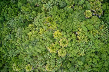 Drone field of green tree canopy and forest Praslin, Seychelles.