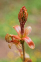 Young  maple leaves coming out of the bud, acer platanoides.