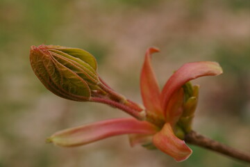 Young  maple leaves coming out of the bud, acer platanoides.