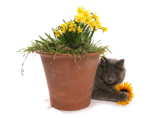 cat hiding behind daffodils in a pot