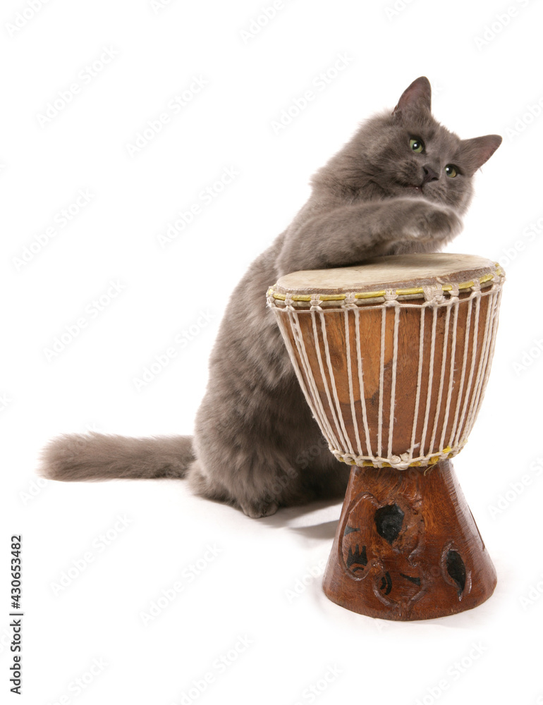 Sticker cat playing the bongo