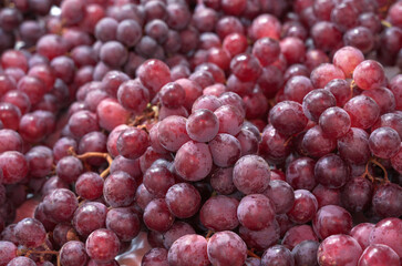 harvest of red grapes close up